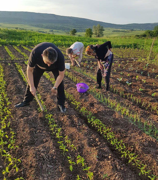 ВЕНЧАРКА ЗА СВАКУ ПРИЛИКУ: У Свљигу успева аутохтона сорта паприке